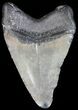 Bargain, Megalodon Tooth - Georgia #43975-2